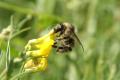 Bumblebees: Shrill Carder Bee - queen (Bombus sylvarum)